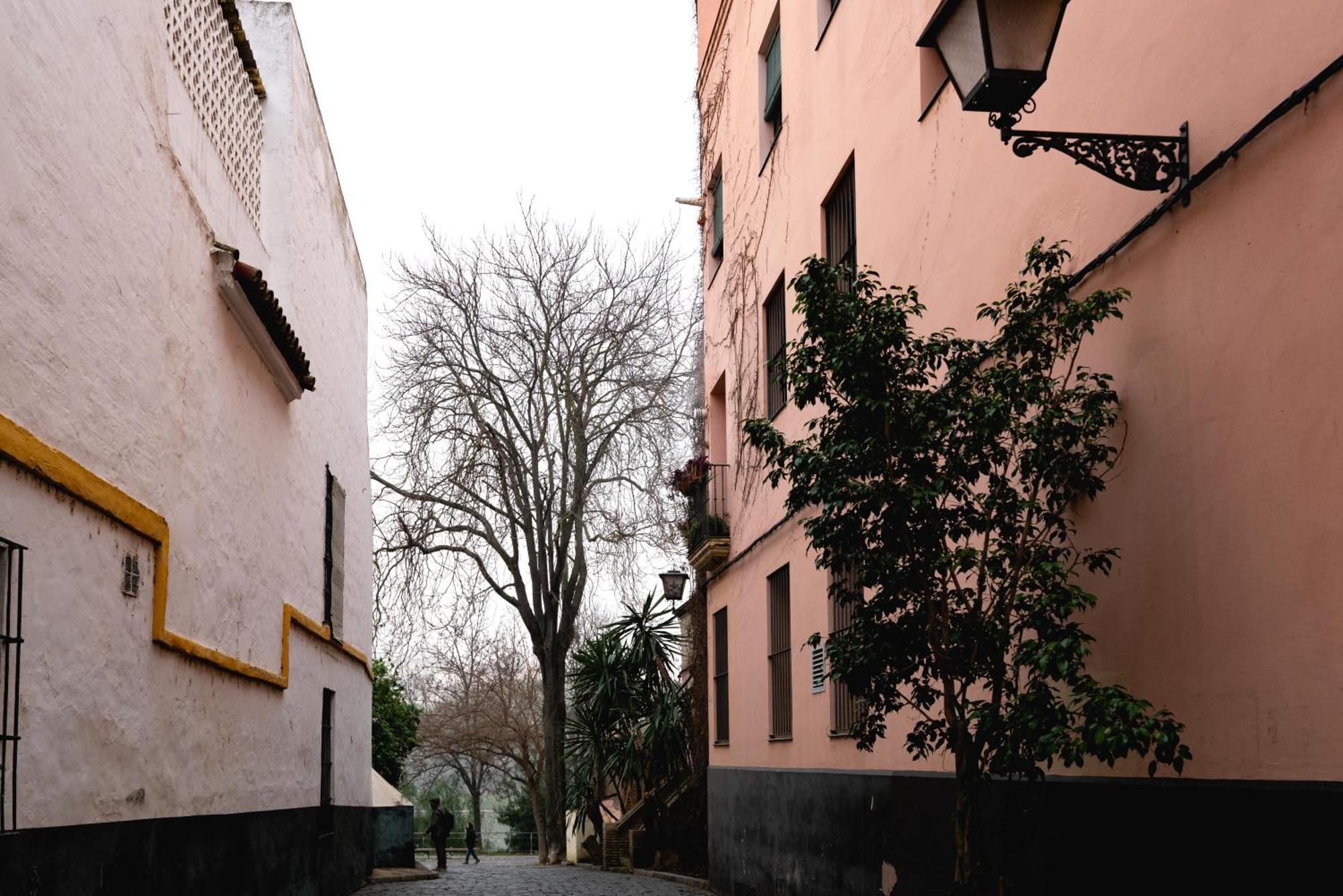 Apartamento Castilla 61 Sevilla Dış mekan fotoğraf